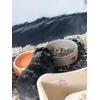 Cavia-Complete meerschweinchen 