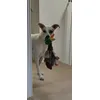 Follow the duck 