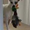 Follow the duck