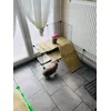 Caramel et son tapis de chanvre