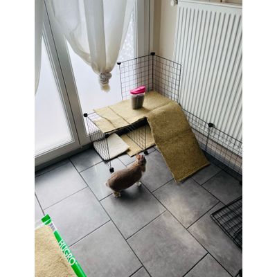Caramel et son tapis de chanvre