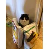 Happy cat