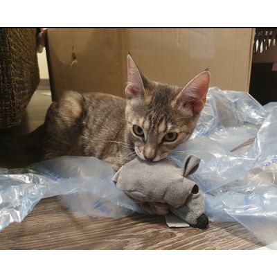 Love to play with my new mouse