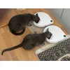 Balou und Leon lieben die Automaten