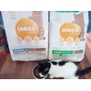 Iams indoor and lamb