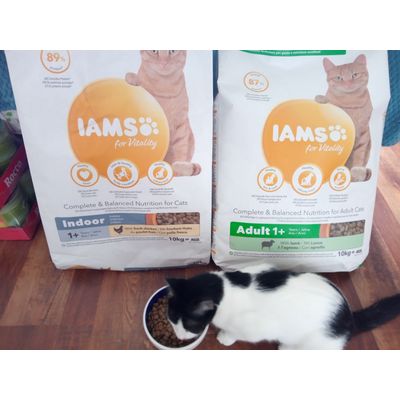Iams indoor and lamb