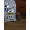 Kira esperando su comida