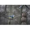 Kleine Blaumeise an der Futterstelle
