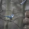 Kleine Blaumeise an der Futterstelle