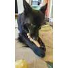 Chewies antler