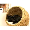 2 kittens 