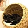 2 kittens