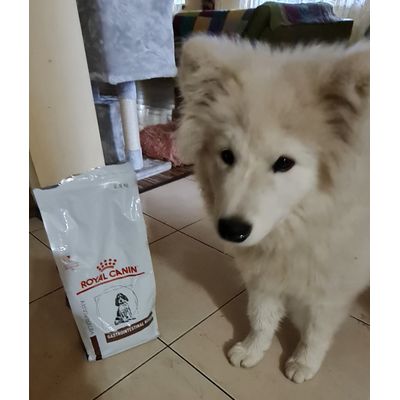 Royal canin gastrointestinal puppy