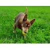 Min kelpie