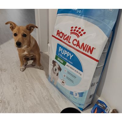 Royal Canin Puppy Mini