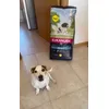 Baloo