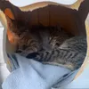 sleeping cats