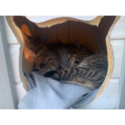 sleeping cats