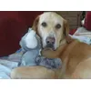 Luna Bear and her adorable Koala