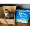 Mein kater mag Streu und Karton