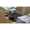 Luna and the Catessy