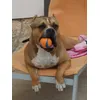 La mejor pelota