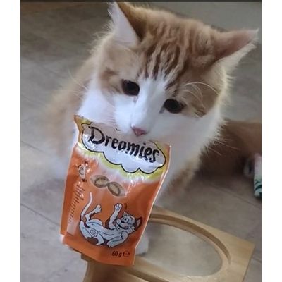 Stanley loves his Dreamies