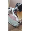 Happy dog
