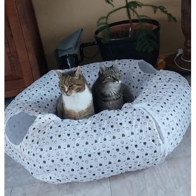 Lucky en Mozes hebben het goed gekeurd