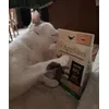 Pappa buona 