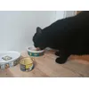 Gimcat