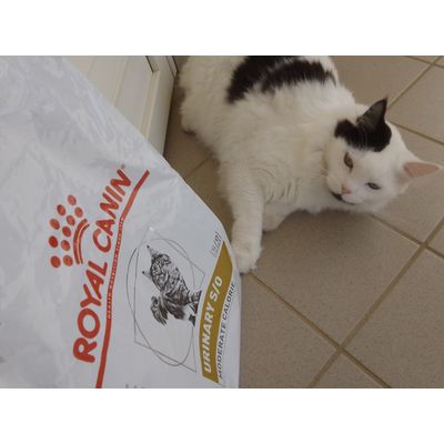 Ciccione