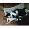 Pihi