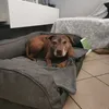 Fodera taglia L