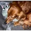 Sleeping buddy 