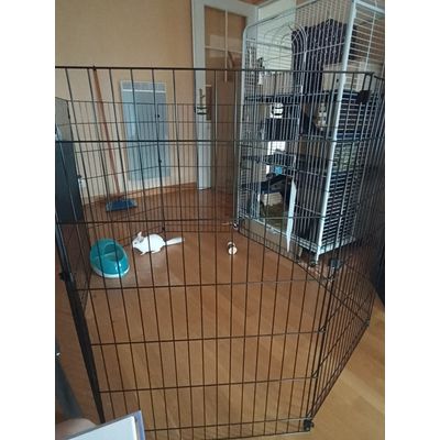 Parfait pour chinchilla