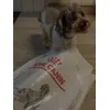 Toto