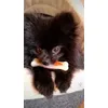 Teddy und sein Lieblingsspiel 