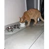Hugsy loves his new bowl 