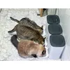 Neustros gatos