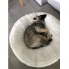 Willow dans son 125 cm Berger belge tervuren 