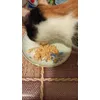 Cleo manaca somon