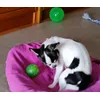 Chihuahua pelotudo 