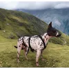American Hairless Terrier Liyena
