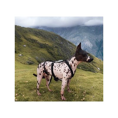 American Hairless Terrier Liyena