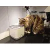 Norwegian Forest cat
