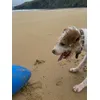 Milou and the blue egg