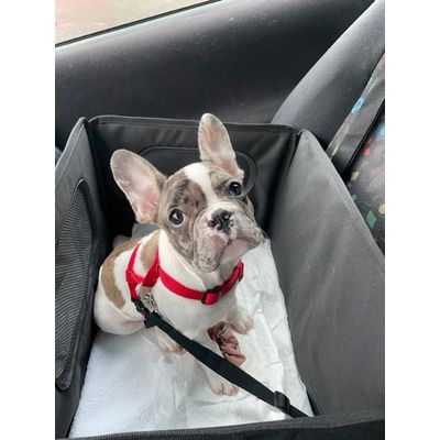 Pablo