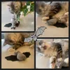 Crazy cat
