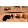 Fun for kittens